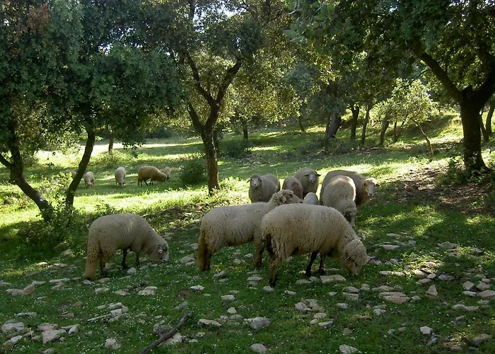Algaba De *